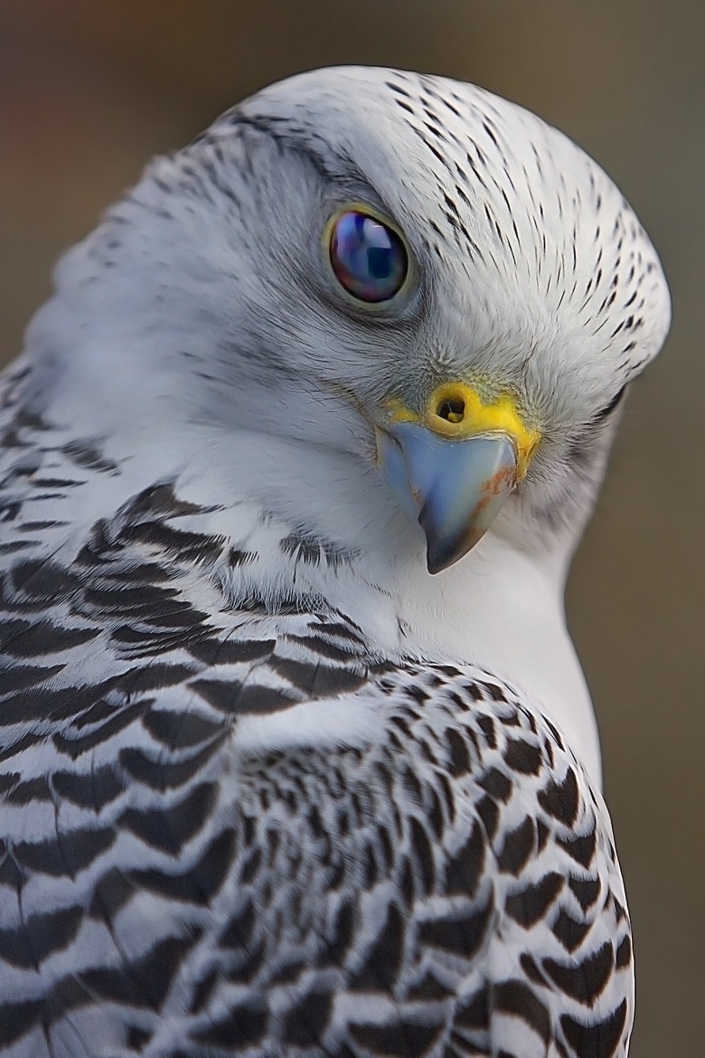 Mobile Hd Wallpapers