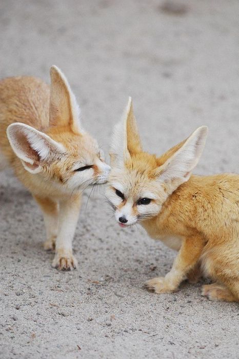 two fennec fox adorable animals