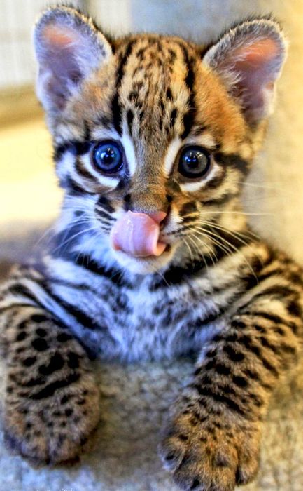 ocelot kitten cute