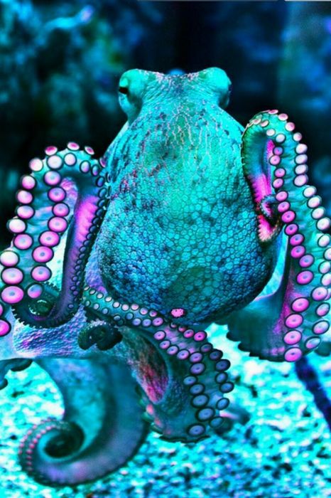 colorful octopus
