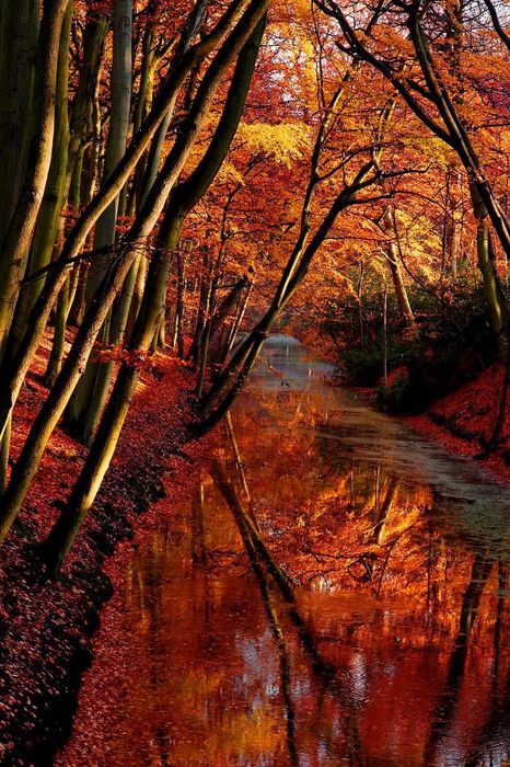 autumn trees orange river