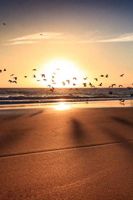 sunset birds ocean beach