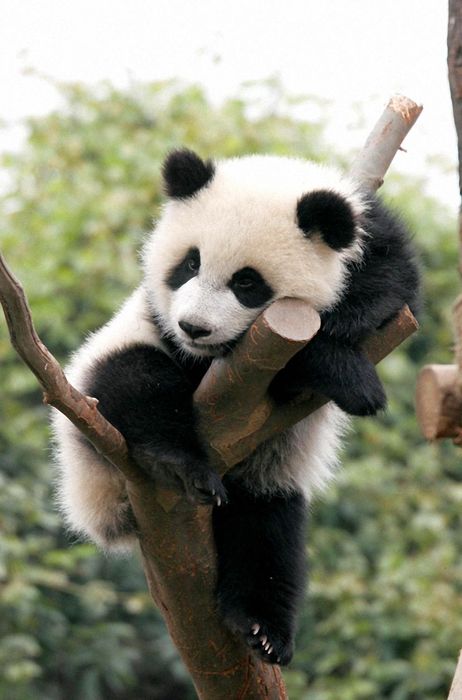 cute baby panda on tree