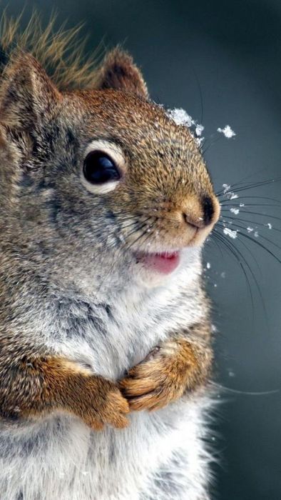 cute squirrel