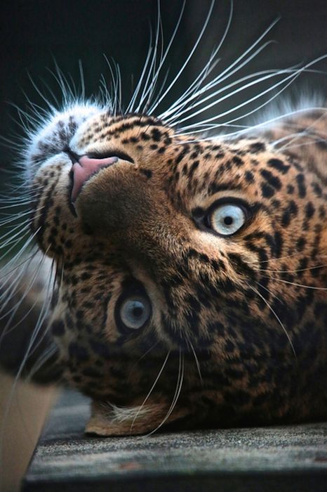 leopard animal eyes cute bigcat 1280x1920