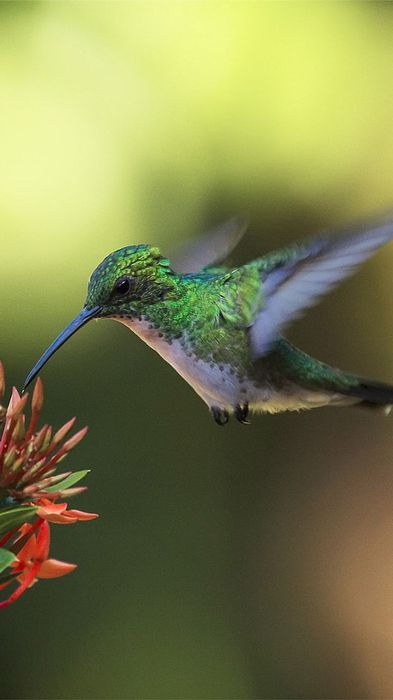 hummingbird bird colibri nectar 1080x1920