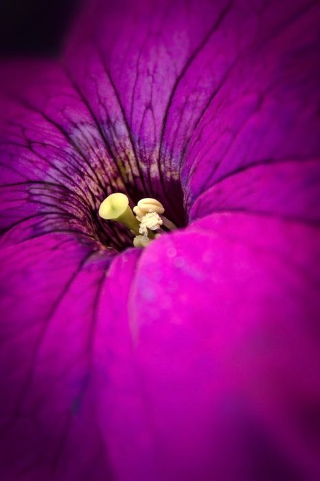 violet flower macro 1280x1920