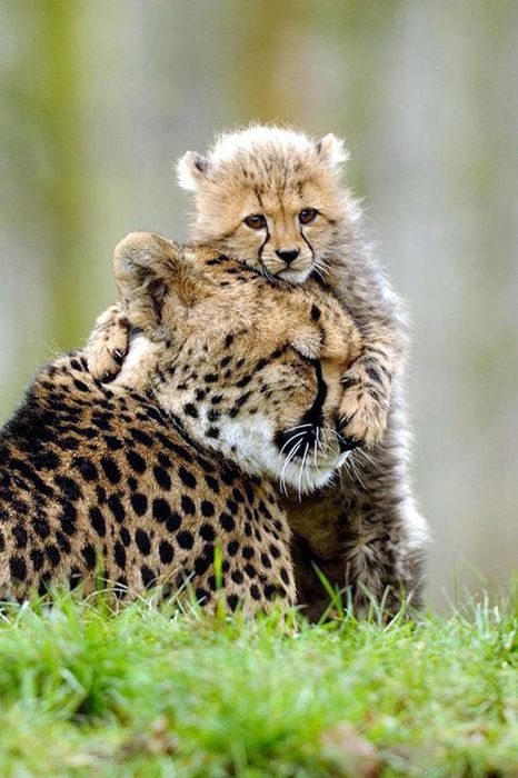 baby cheetah hd