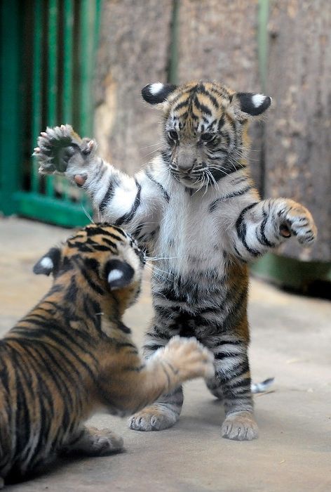 cute tiger cubs