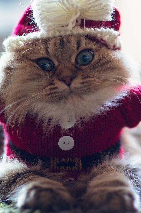 christmas costume for cats santa hat