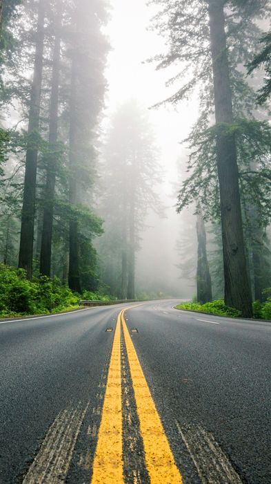 road forest fog 1080x1920