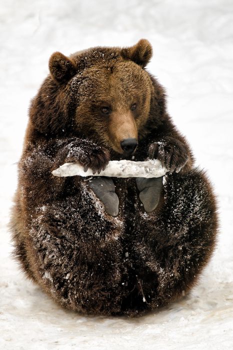 bear playing snow