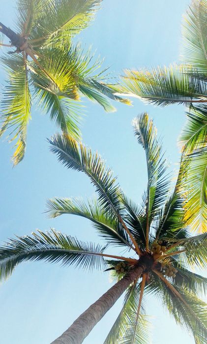palm tree iphone