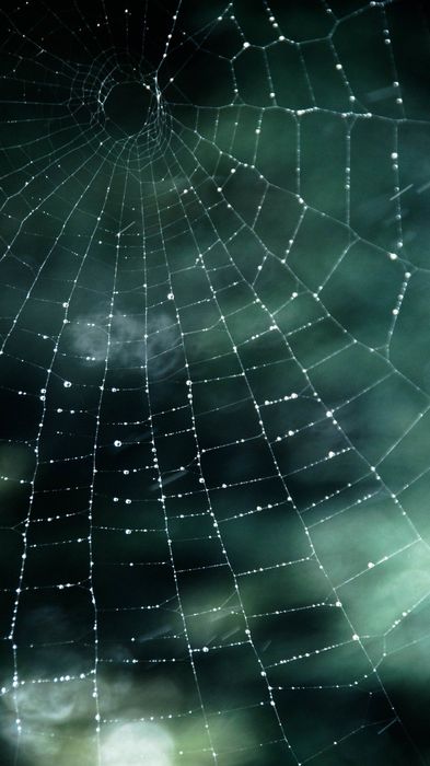 spider cobweb drops macro 1080x1920