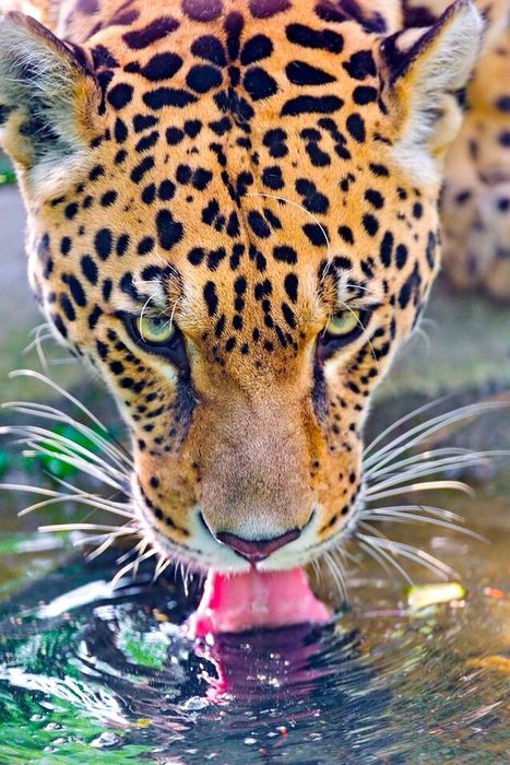 leopard animal water drink 750x1334