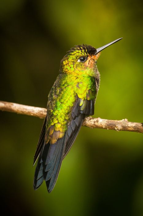 jacamar costa rica hummingbird colibri retina