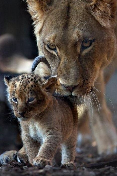 lions cat predator animall fur big wildcat