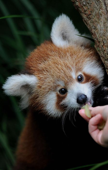 red panda cute animal eating tree retina