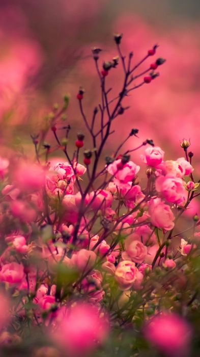 roses flowers grass android wallpaper