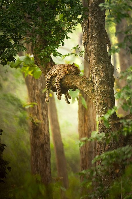 wildlife leopard on tree forest