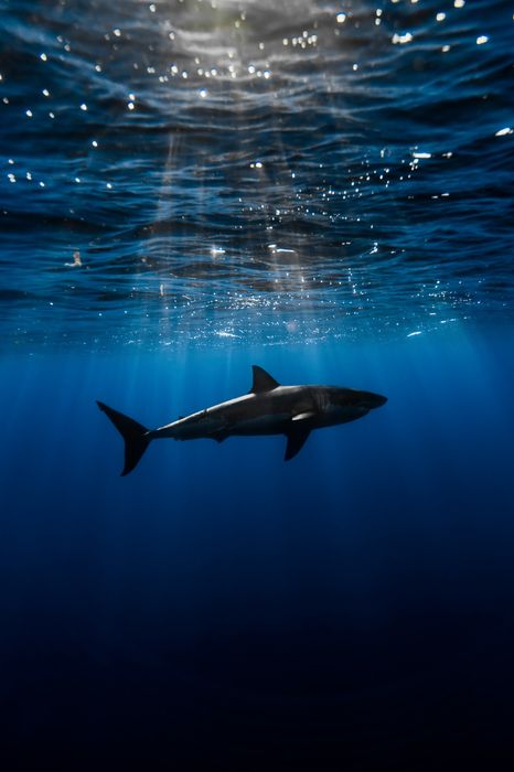 shark ocean water sunlight 1280x1920