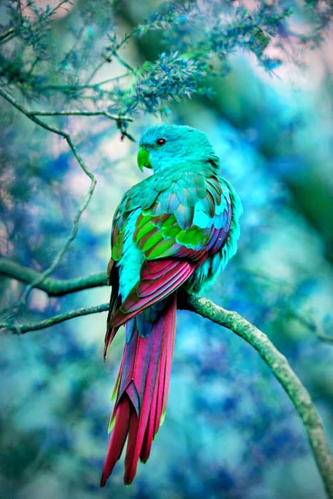 bird indigo bunting bird parrot animal forest