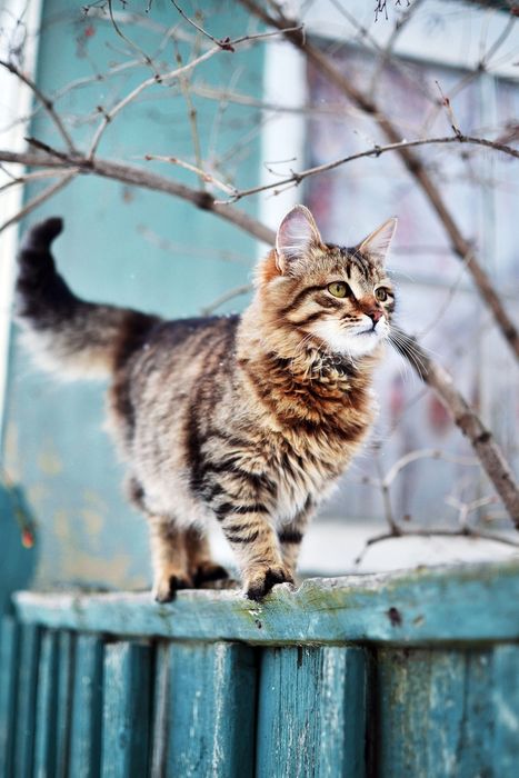 cat feline lynx wildcat animal domestic kitten fur pet winter