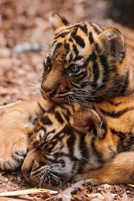 tiger big cat predator fur animal mammal wildlife wild
