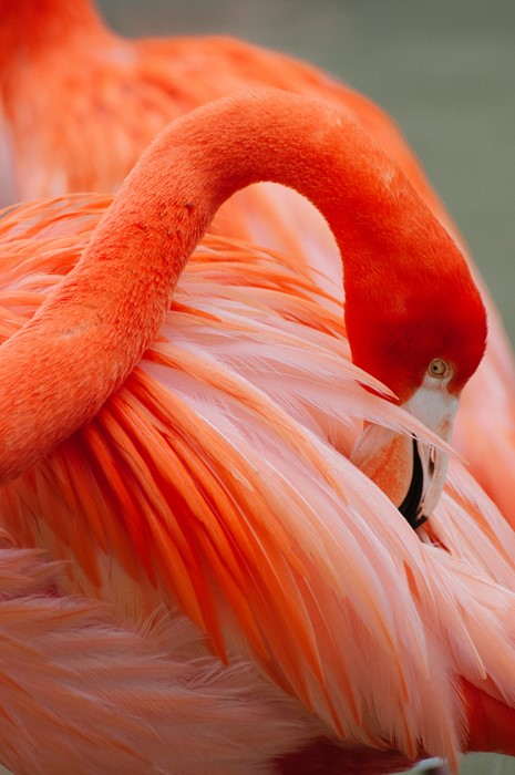 flamingo bird animal feather nature color tropical exotic zoo beautiful beak portrait