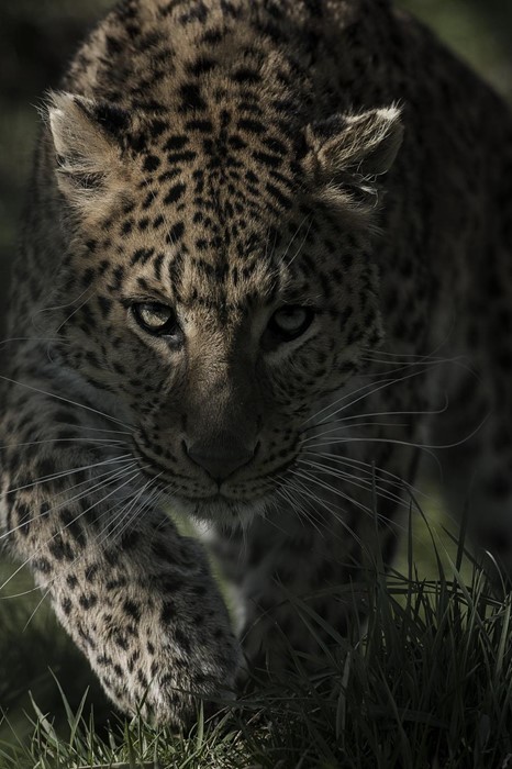 cat wildlife mammal predator leopard animal hunter zoo nature wild fur carnivore