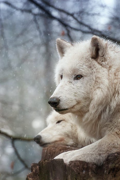 wolf white snow winter frosty mammal nature wildlife cold wild wood animal predator fur
