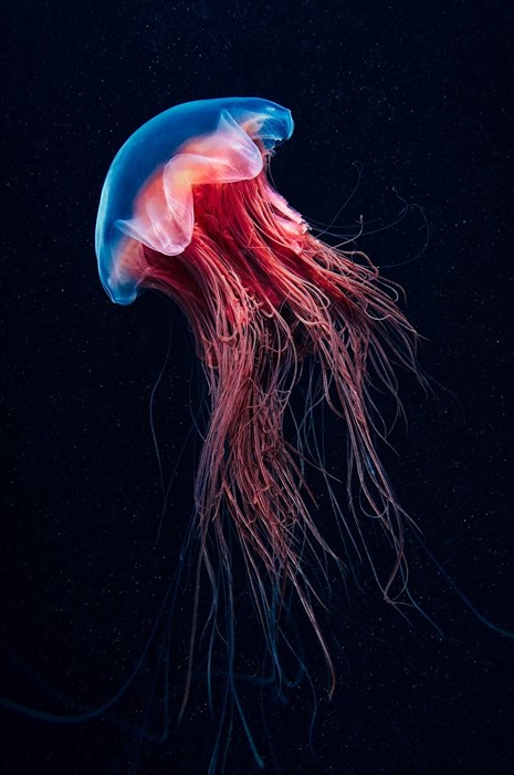 jellyfish underwater biology fish ocean color water sea swimming aquarium deep