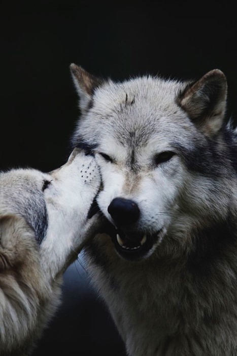 wolf mammal wildlife predator canine animal fur wild grey nature