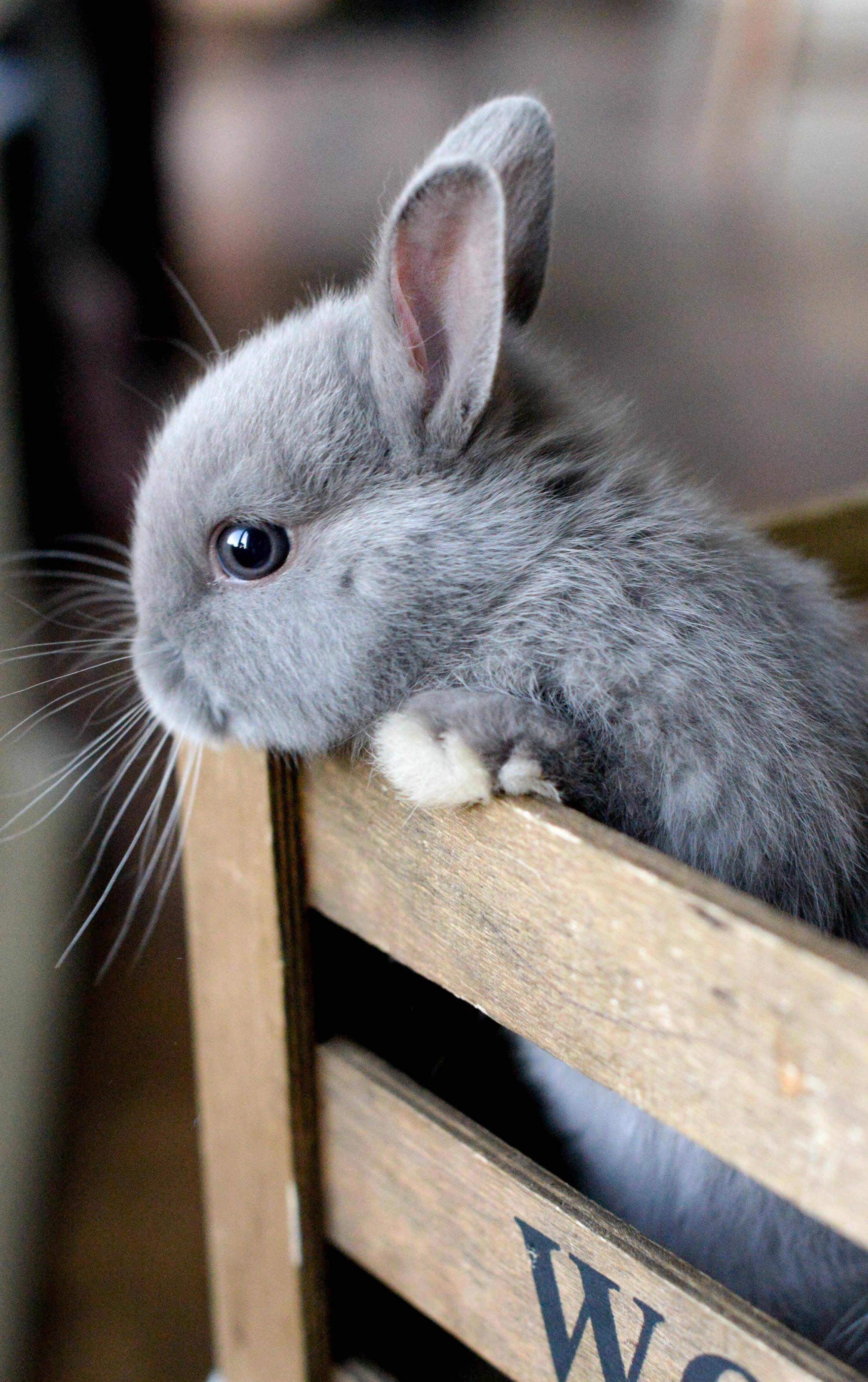 rabbit cute animal pet little downy grey portrait eye domestic fur