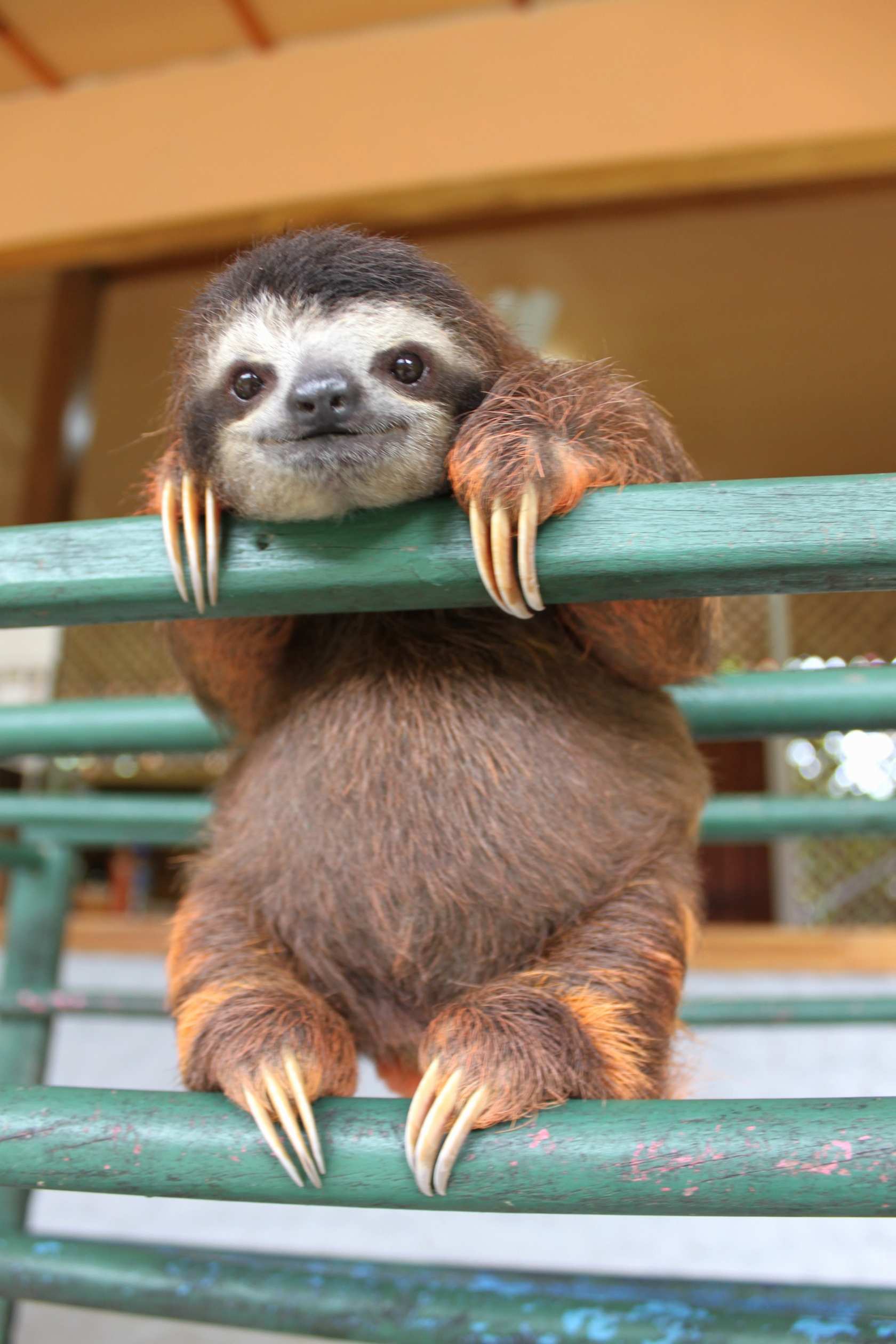 sloth baby mammal wildlife cute animal zoo little nature wild funny fur pet sit