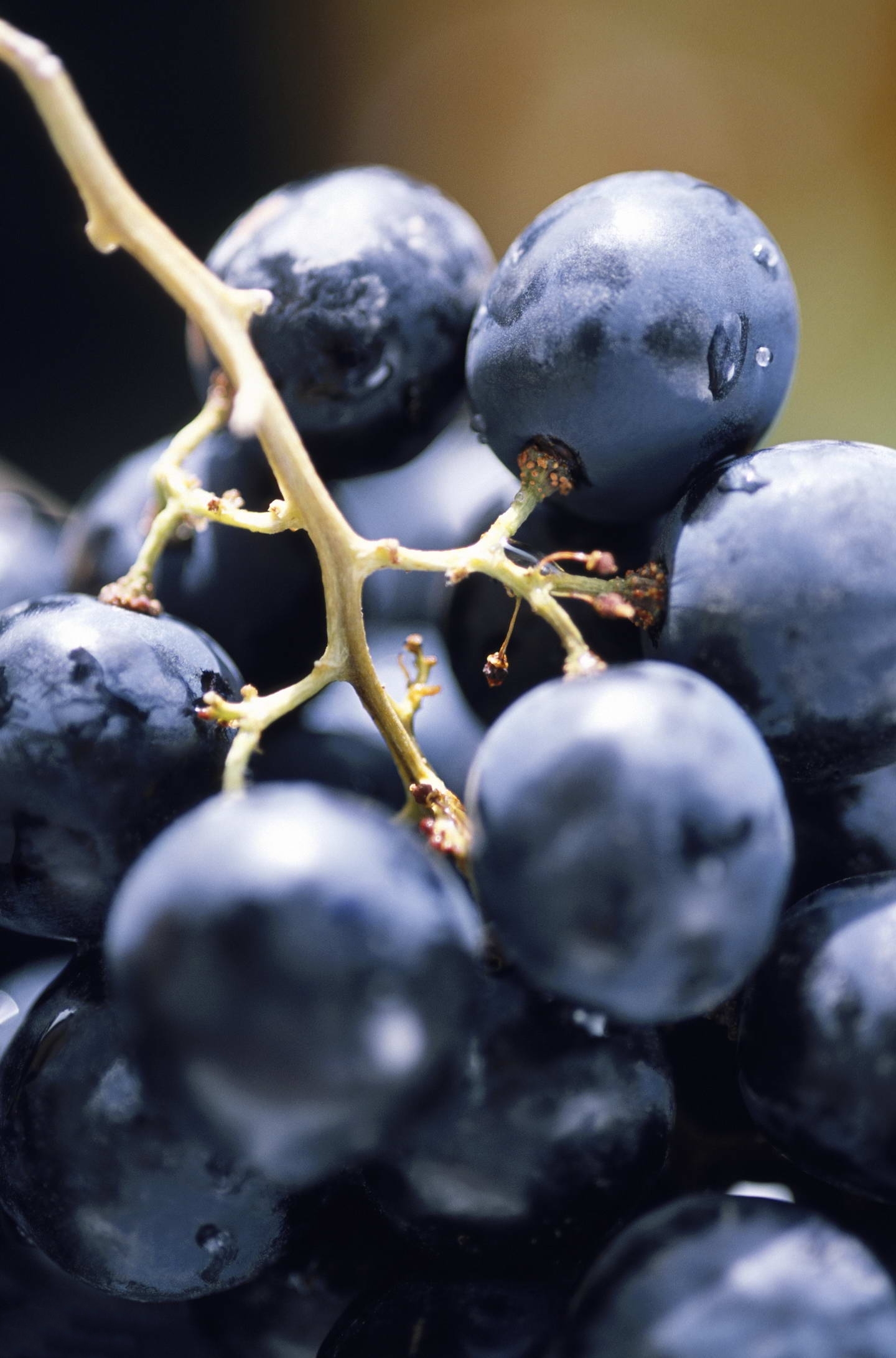 berry macro juicy blueberry bilberry food photo vitamin delicious