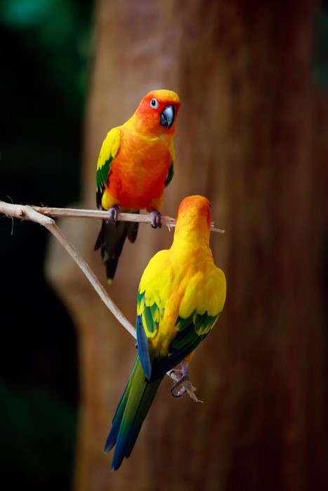 bird parrots eater tree branch colorful animal