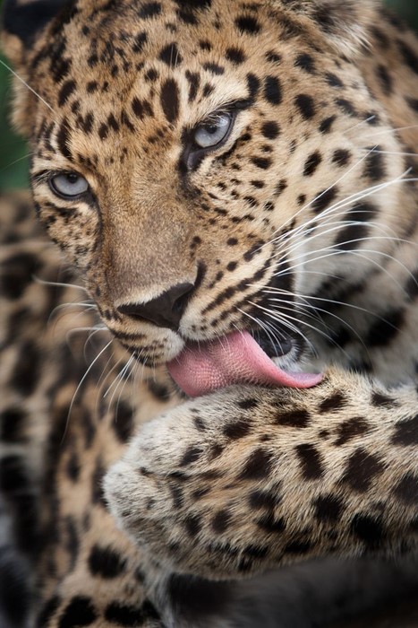 leopard wildlife mammal predator zoo fur safari hunter animal bigcat
