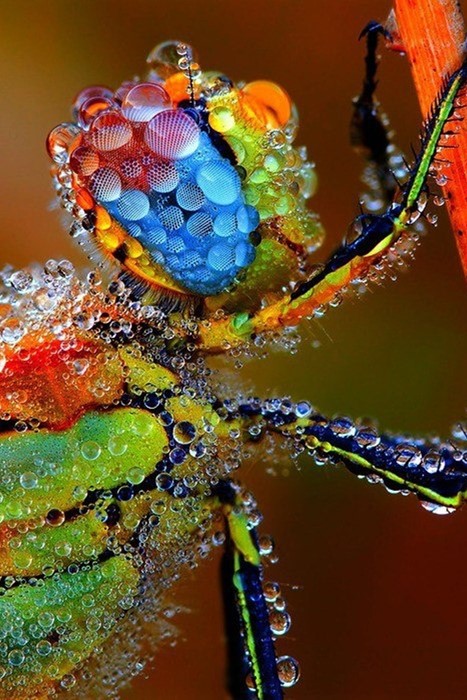 macro insect nature colorful desktop drop closeup