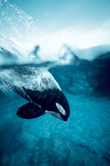 orca water deep ocean sea shark dugong sky killer whale