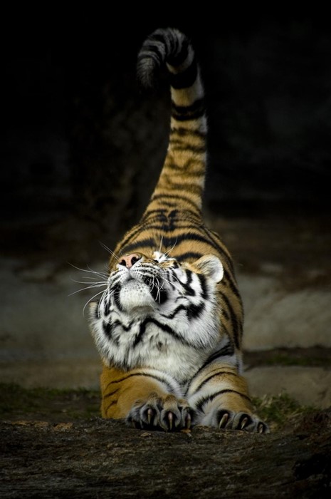 tiger cat mammal stripe wildlife zoo jungle portrait animal nature wild staring