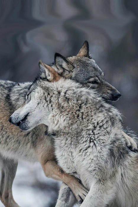 wolfs mammal wildlife animal nature grey wild predator forest