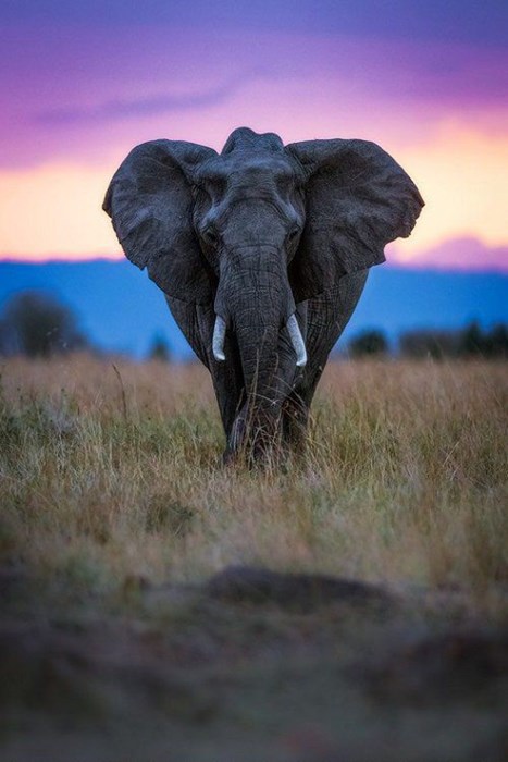 elephant africa wildlife sunset nature mammal dawn animal landscape grass wild sky