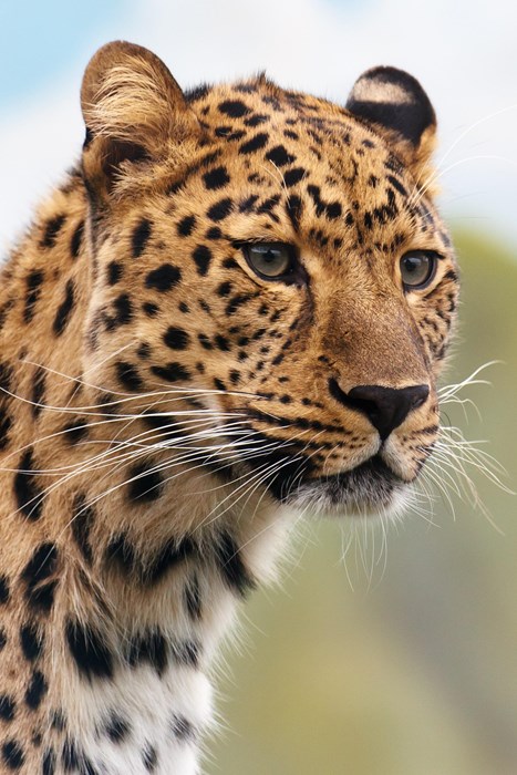 leopard cat wildlife safari animal predator zoo mammal fur nature wild