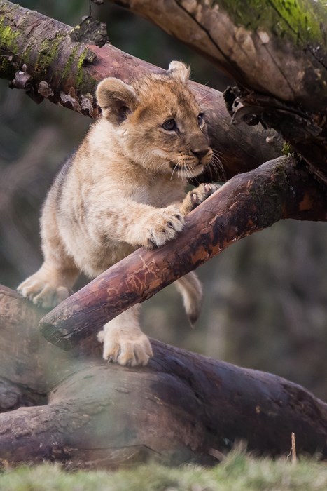 lion baby cute mammal wildlife predator zoo nature animal cat wild
