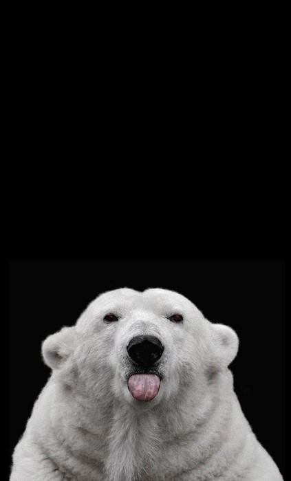 whitebear portrait studio mammal animal nature cute color dark canine eye cold