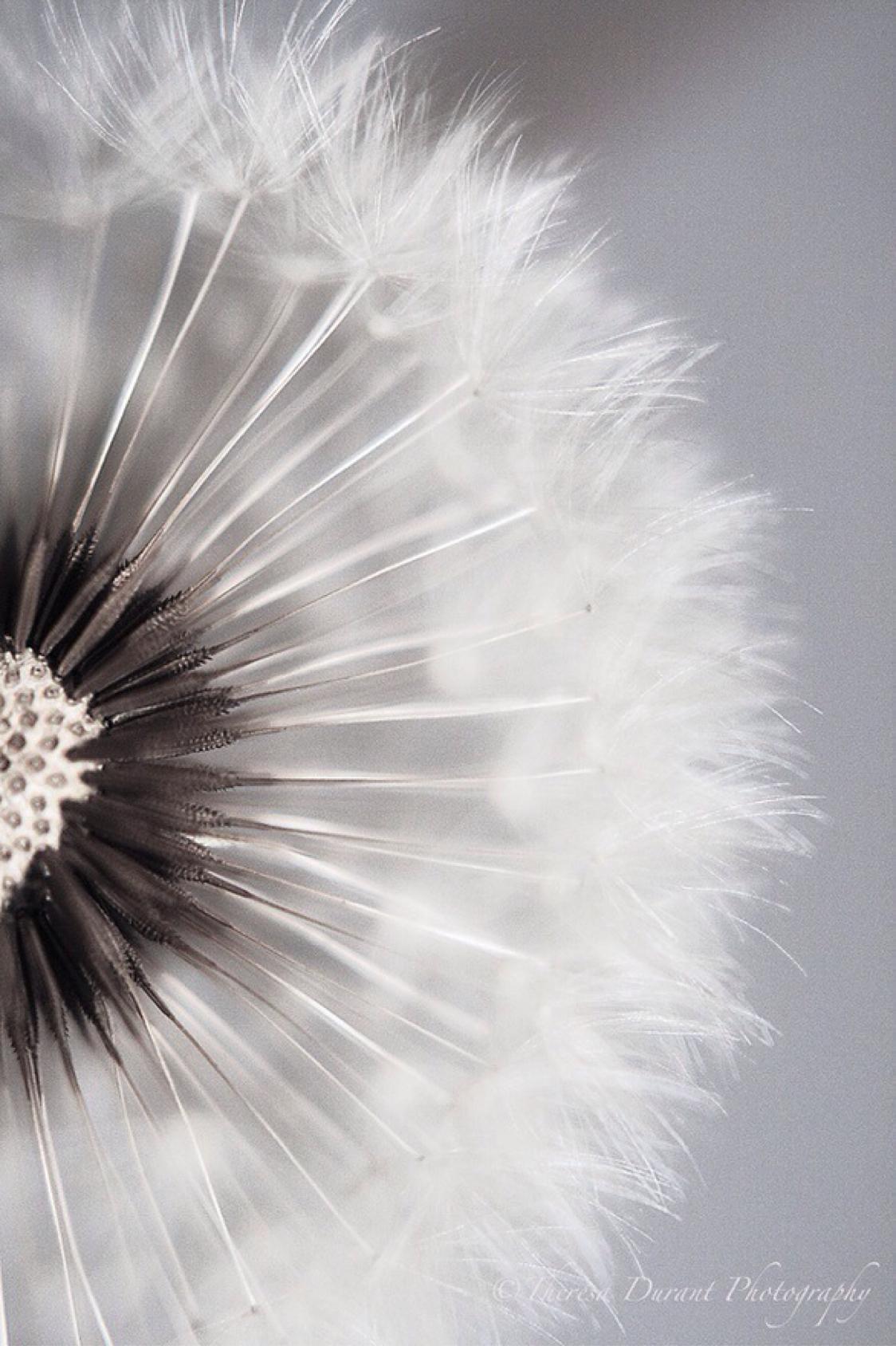dandelion downy nature delicate wind bright summer flower seed abstract softness