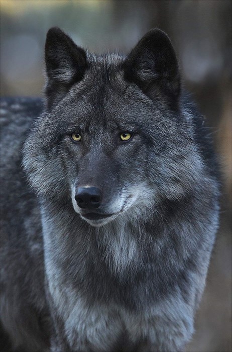 wolf mammal wildlife nature canine predator outdoors wild wood dog fur